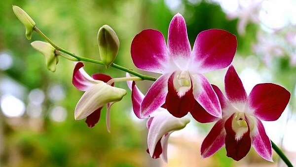 Jornal da Franca - Orquídea: como cuidar dela com dicas simples para manter  a flor sempre bonita - Jornal da Franca