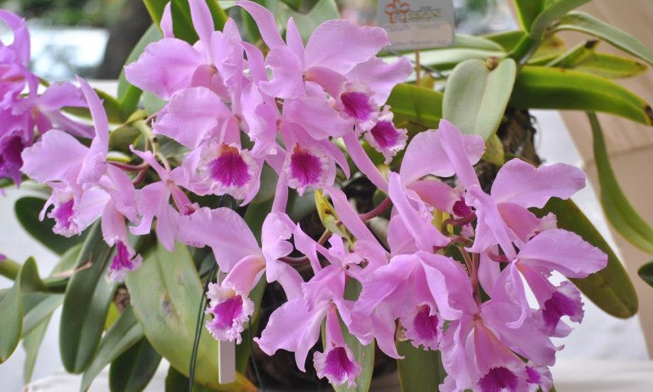 Franca recebe a partir de sexta-feira, 1º, Exposição Nacional de Orquídeas