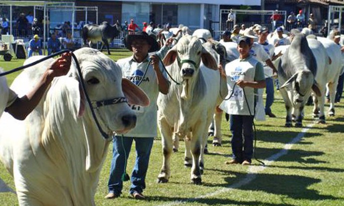Expozebu começa sábado em Uberaba e espera repetir resultados de 2015