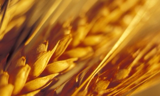 Substitua a farinha branca pela farinha de trigo integral, que tem muitos benefícios