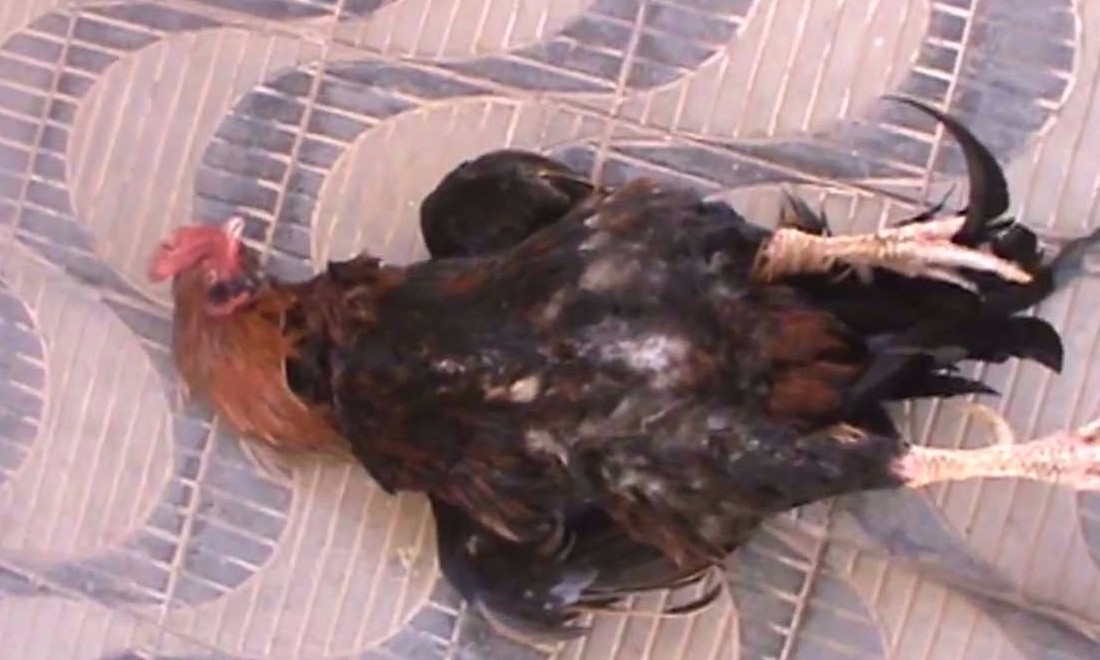 Briga de vizinhos acaba com a morte do galo “Chico” no Jardim Panorama