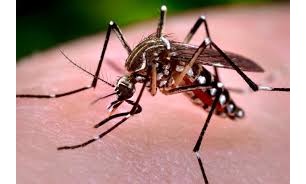 Dengue leva o pânico para Ribeirão Preto e saúde em Franca está em alerta total