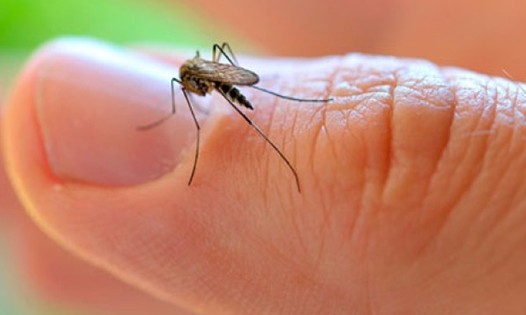 Governo de SP lança novo vídeo da campanha contra o aedes. Assista aqui no JF