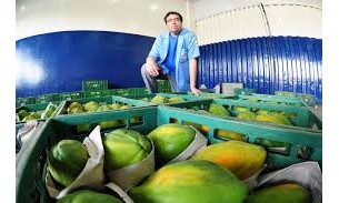 Altas nos preços de carnes e frutas têm forçado os francanos a “inventarem”