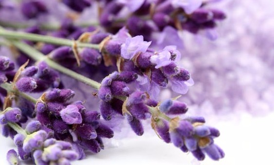 Creme caseiro a base de lavanda hidrata e perfuma profundamente a pele