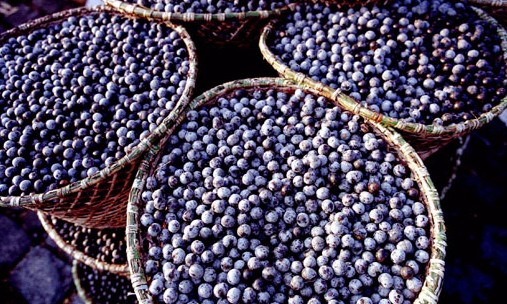 Óleo de açaí traz benefícios para a saúde e também para a beleza