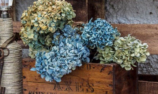Hortênsias secas são ótimas para decorar a casa de maneira original