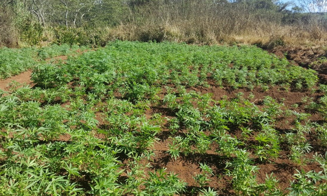 Polícia Civil localiza mais de 25 mil pés de maconha no complexo Aeroporto