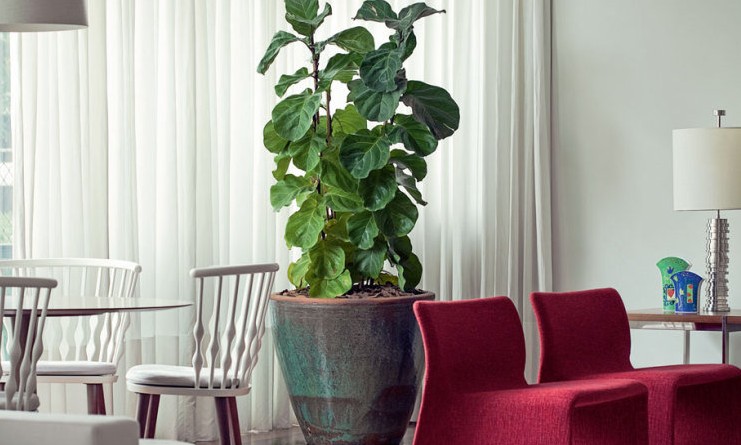 Você gosta de plantas dentro de casa? Confira cinco espécies apropriadas