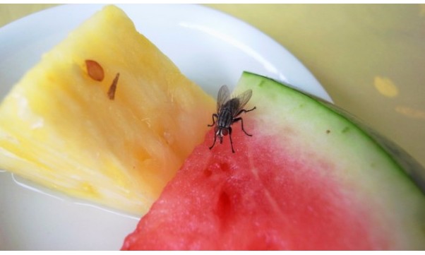 Confira cinco dicas caseiras e naturais para espantar moscas e insetos