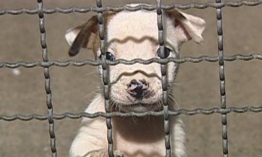 Cão que Mia promove Feira aberta à população neste sábado, 17/09