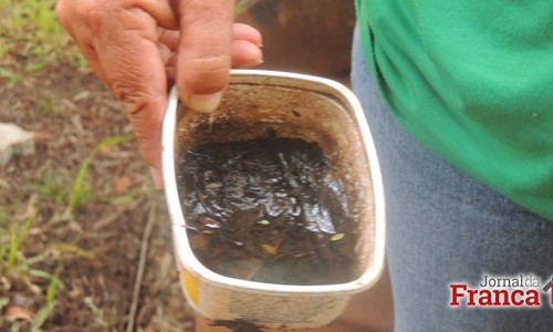 Combate ao Aedes aegypti deve ser redobrado na estação primavera