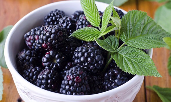 Amora Negra é muito indicada para diminuir sintomas da menopausa