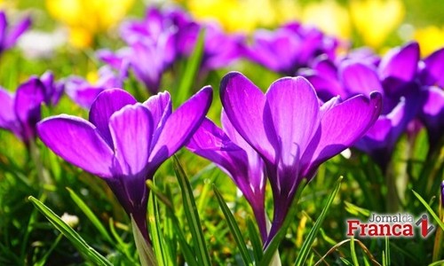 Na chegada da Primavera, temperatura de 27 graus nesta quinta em Franca