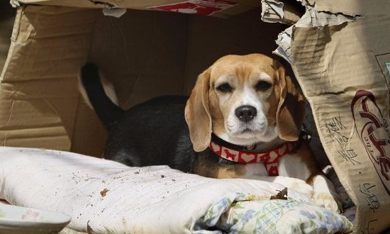 Grupo Bicho Feliz faz almoço beneficente para ajudar animais abandonados