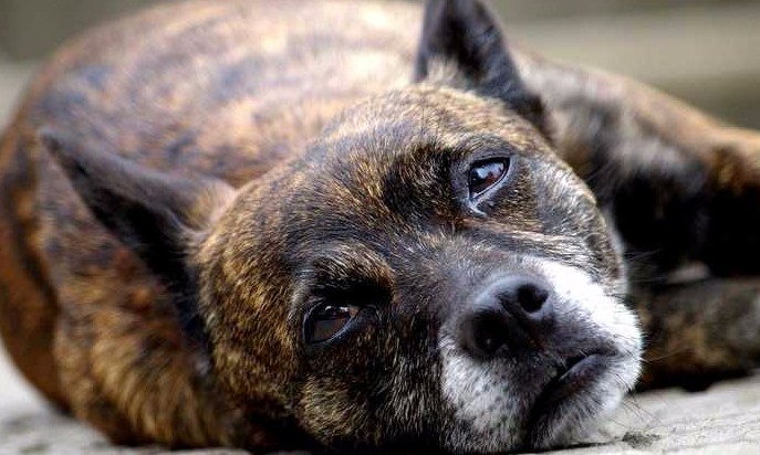 Mudanças no cão nem sempre é carência, podem significar doenças