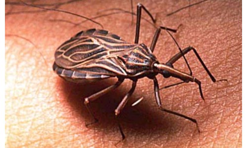 Unesp desenvolve fármaco eficaz para o tratamento da doença de Chagas