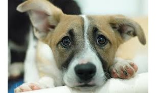 Aprovado o único remédio para tratar Leishmaniose Visceral Canina no Brasil