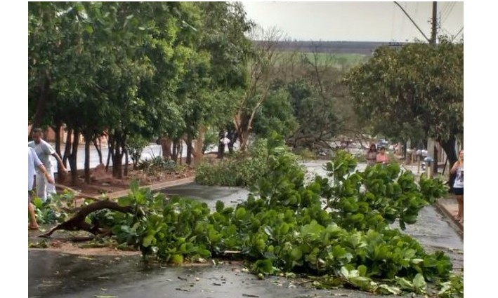 Forte chuva deixa casas sem energia elétrica e provoca queda de árvores