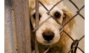 Para facilitar, governo cria Delegacia Eletrônica de Proteção Animal