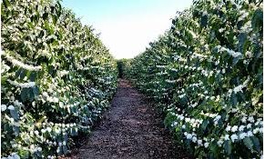 Florada indica que safra de café em 2017 será de 20% a 30% menor que este ano