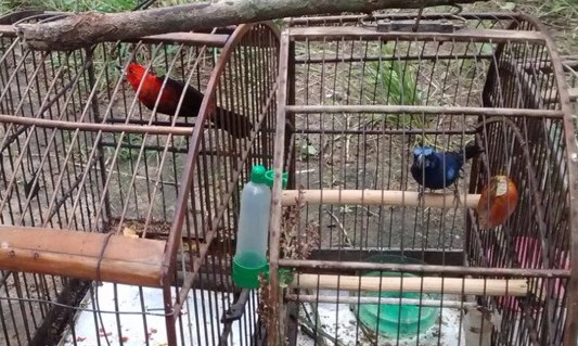 Aves são apreendidas em chácara no município de Cristais Paulista