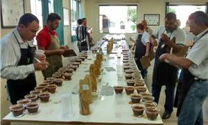 Começam as análises do
concurso que vai escolher o
melhor café de Minas