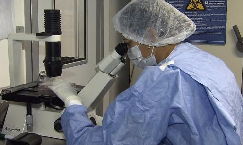 Zika pode bloquear ativação do sistema imunológico, diz
pesquisa