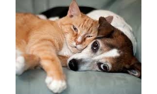 Começa nesta segunda, 03, Semana de Proteção e dos Direitos dos Animais