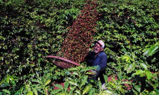 IBGE revela aumento de 2,3% na produção total de café no mês de setembro