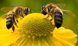 Pesquisa aponta que 70%
das abelhas têm resíduos
de agrotóxicos