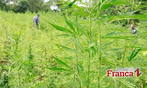 Secretaria de Segurança diz que plantação de maconha tinha 60 mil pés, não 100 mil