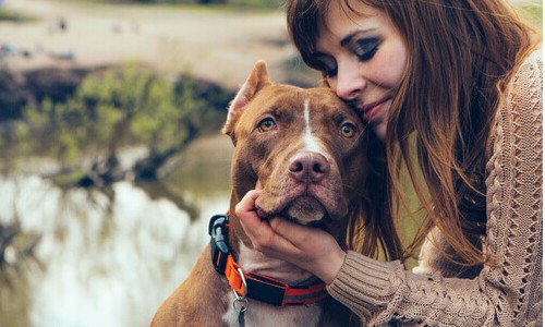 Hormônio ocitocina reforça os laços de amor entre cães e seus donos