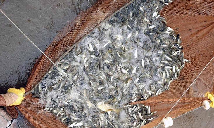 Empresa solta mais de 50 mil peixes em reservatórios da região da Alta Mogiana