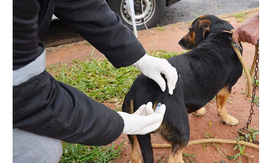 Vacinação anti-rábica em Batatais seguirá ate o final de dezembro