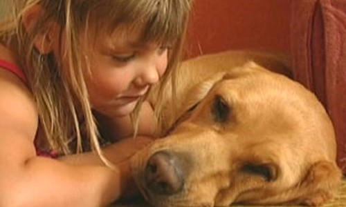 Medo irracional de cães pode gerar consequências físicas e emocionais