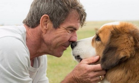 Pré-estreia do filme “Quatro Vidas de Um Cachorro” é cancelada após polêmica