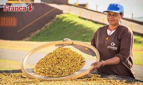 Safra 2016 de café é apontada como recorde pela Conab. Veja os dados