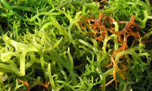 Colágeno vegetal, ágar-ágar traz melhorias estéticas e até reposição de minerais