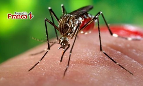 Entenda a diferença entre zika, dengue e chikungunya em especial do JF