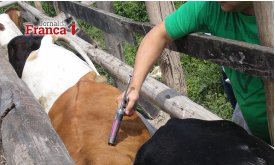 Febre aftosa: 99,36% do rebanho paulista está vacinado contra doença
