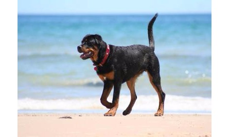 Médico veterinário alerta para os cuidados especiais com os pets no verão
