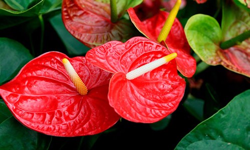 Conheça algumas plantas próprias para ambientes fechados e com pouca luz