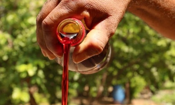 Pesquisa da Unesp revela uso do óleo de buriti nos cremes vegetais