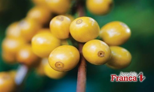 Coca-Cola investe em cafés especiais no Brasil com produto brasileiro
