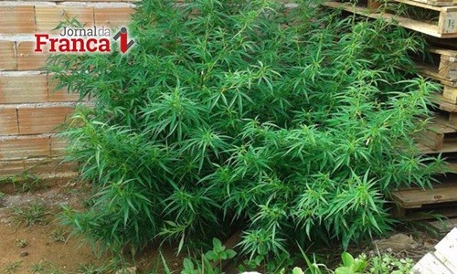 Uruguai começa a vender maconha de uso recreativo em farmácias