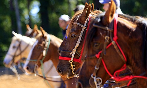 ​Cavalhadas de Franca já intensificam treinos com animais, abertos ao povo