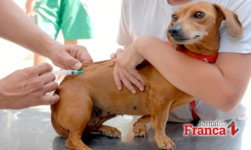 ​Pedregulho pretende vacinar 4.500 animais em campanha contra raiva