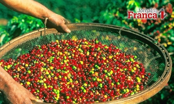 Concurso de qualidade de Café de São Paulo terá novidades em nova edição