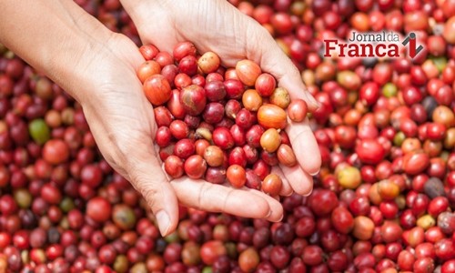 Café arábica: colheita avança, mas negócios seguem lentos